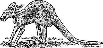 Kangaroo Definition & Meaning .